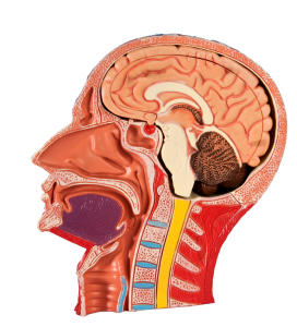 Human Physiology - Model showing a cross section of the human head and brain.